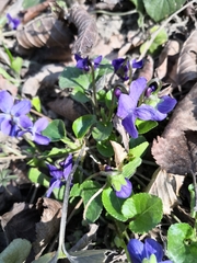 Viola suavis