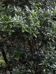 Persea barbujana