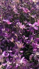 Matthiola longipetala