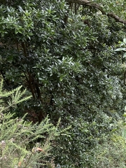 Persea barbujana