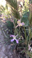 Matthiola longipetala