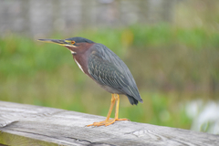 Butorides virescens image