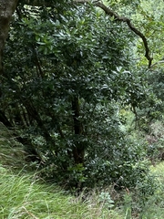 Persea barbujana
