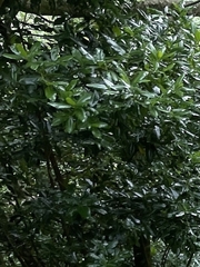 Persea barbujana