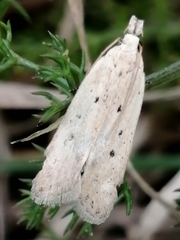 Nothris verbascella