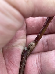 Neolasioptera cornicola