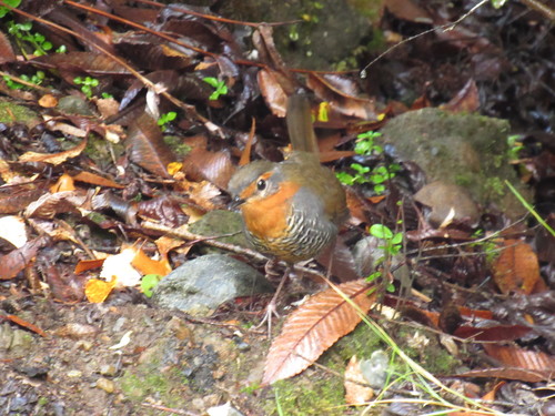 Chucao Tapaculo (Mocha)