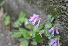 Corydalis linstowiana