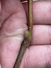 Neolasioptera cornicola