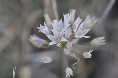 Allium macropetalum