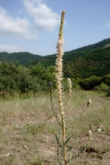 Myricaria bracteata