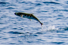 Scomberoides