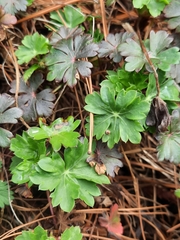 Geranium × cantabrigiense