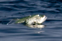 Scomberoides