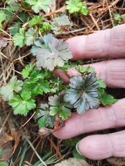 Geranium × cantabrigiense