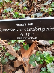 Geranium × cantabrigiense