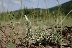 Cladochaeta candidissima
