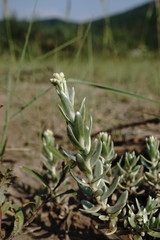 Cladochaeta candidissima