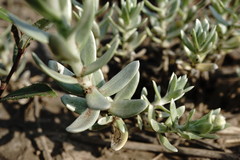 Cladochaeta candidissima