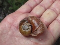 Macrocyclis peruvianus