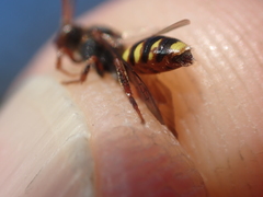 Nomada zonata