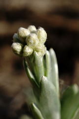 Cladochaeta candidissima