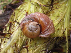 Macrocyclis peruvianus