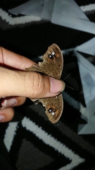 Melanitis leda