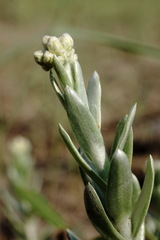 Cladochaeta candidissima