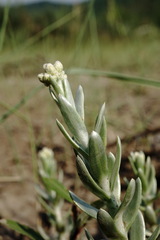 Cladochaeta candidissima