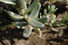 Cladochaeta candidissima