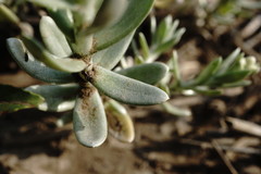 Cladochaeta candidissima