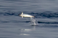 Rachycentron canadum