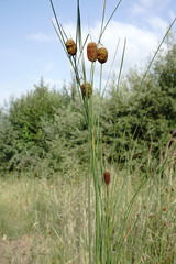 Typha minima