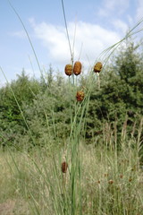 Typha minima