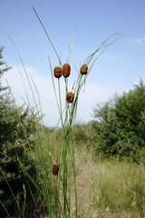 Typha minima