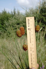 Typha minima