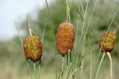 Typha minima