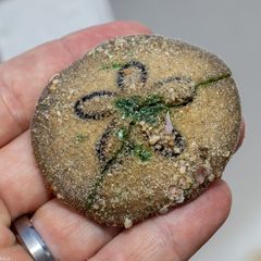 Clypeaster humilis