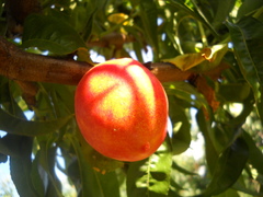Prunus persica nucipersica