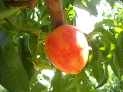 Prunus persica nucipersica