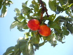 Prunus persica nucipersica