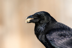 Corvus corone