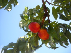 Prunus persica nucipersica