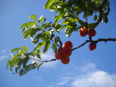 Prunus persica nucipersica