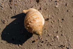 Galeodea echinophora