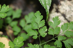 Corydalis mucronata