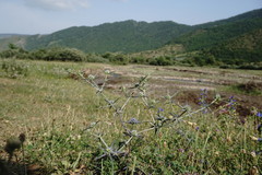 Eryngium caeruleum