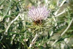 Lamyropsis sinuata