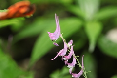 Corydalis mucronata